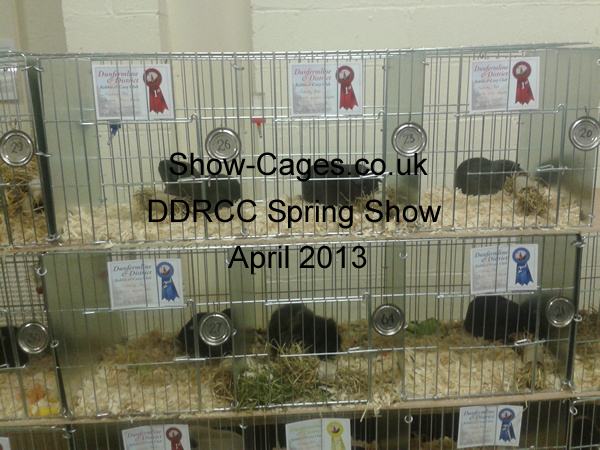 DDRCC cavy show April 2013